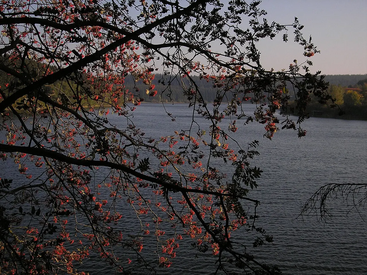 Het meer van Bütgenbach tussen de bomen